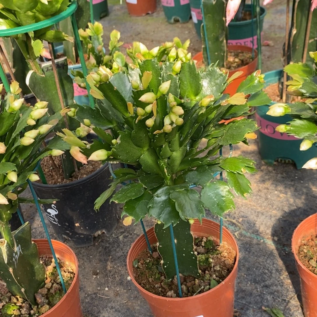 完全开放379嫁接2321