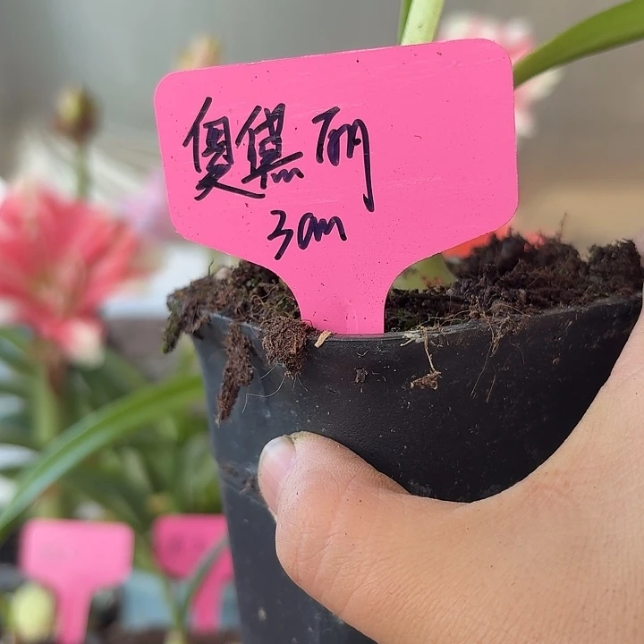 无花朵奥黛丽朱顶红直径3cm