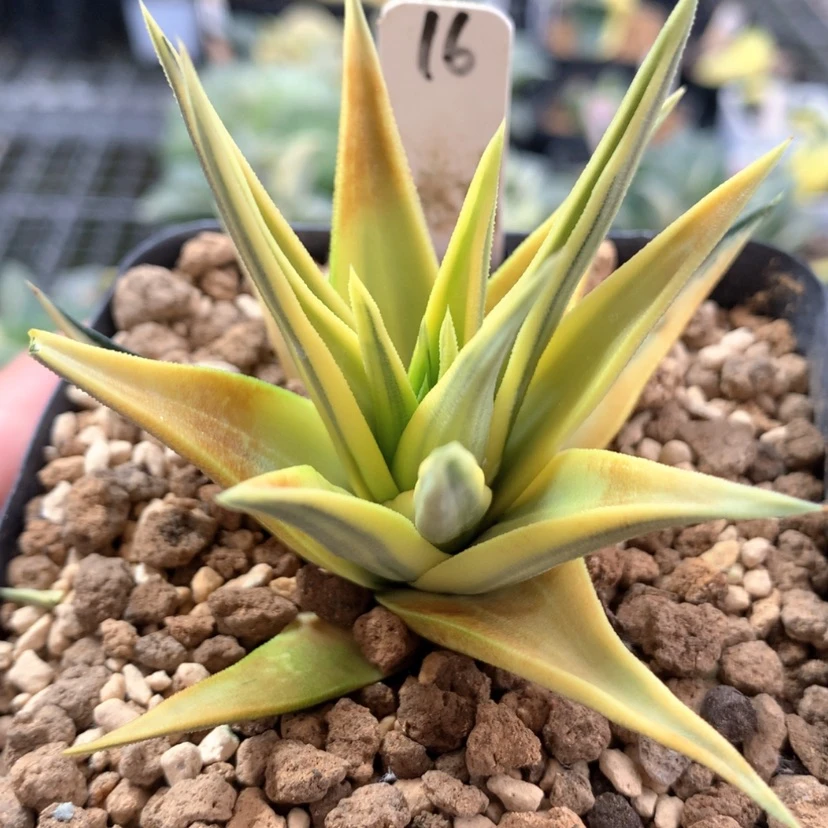【闪购商品】16象牙塔