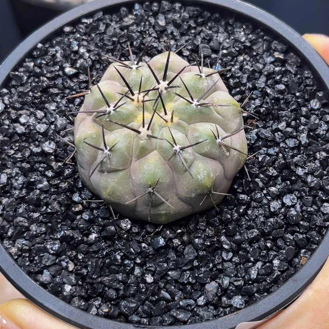 黑王福利Zzzzzzzzzzzzzz