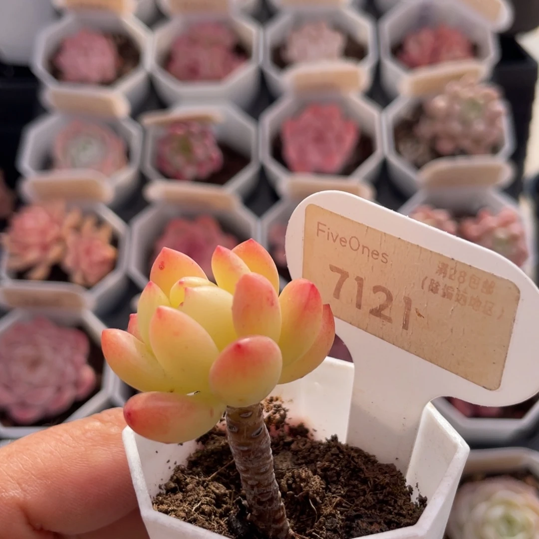 春萌7121-3.6厘米