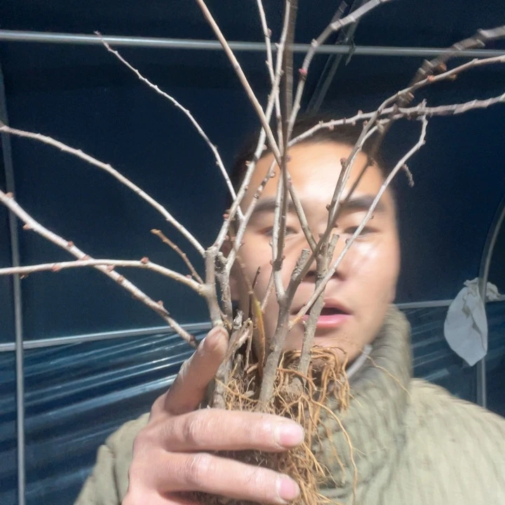 原生长寿冠海棠花一颗