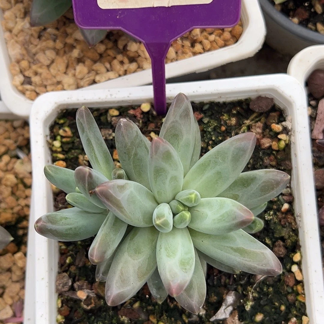 款叶美人多肉植物144