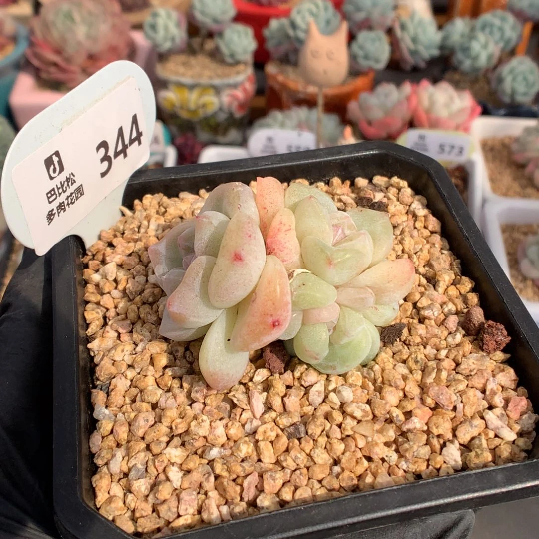 白*琛344 冰玉石化多肉