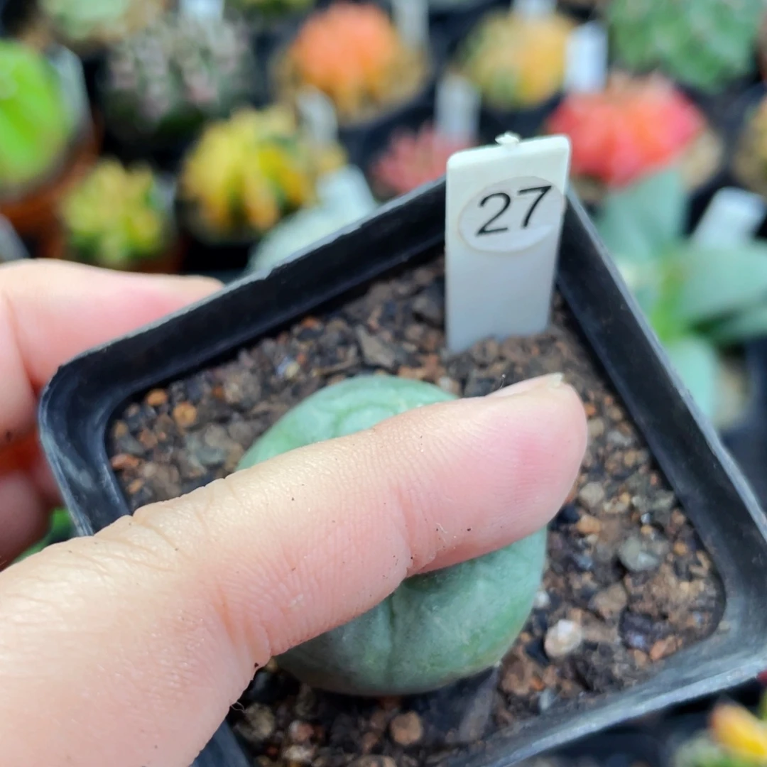 盆5公分满25包邮裸根发货