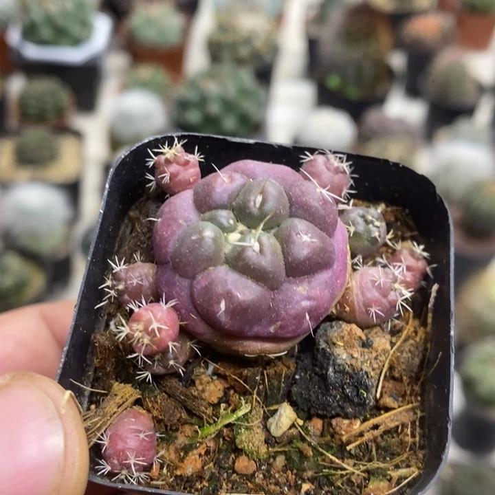 紫皮无刺象牙特价