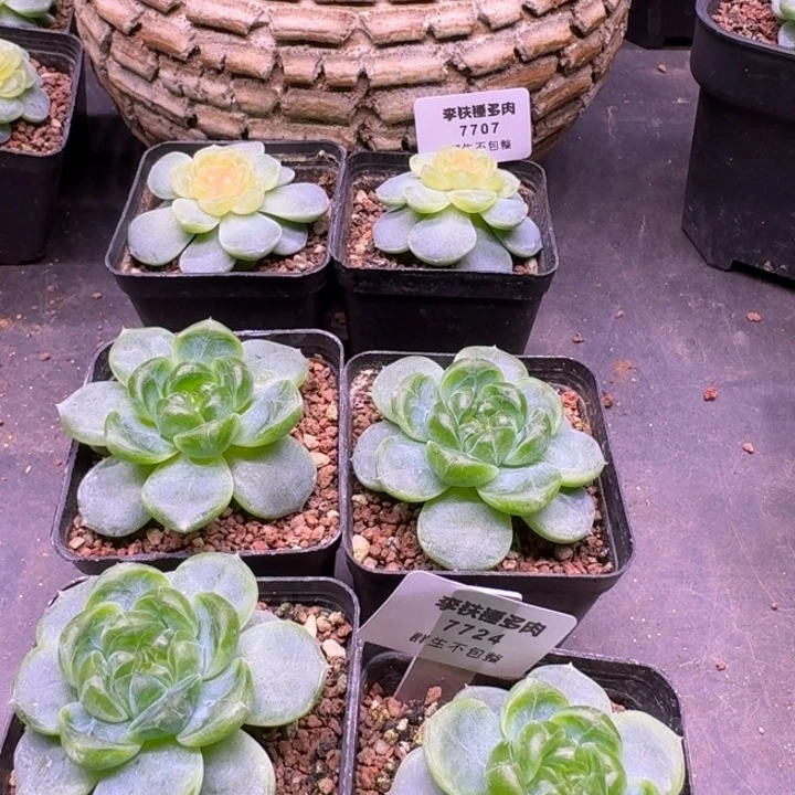 7724楼兰单头随机发货5cm盆