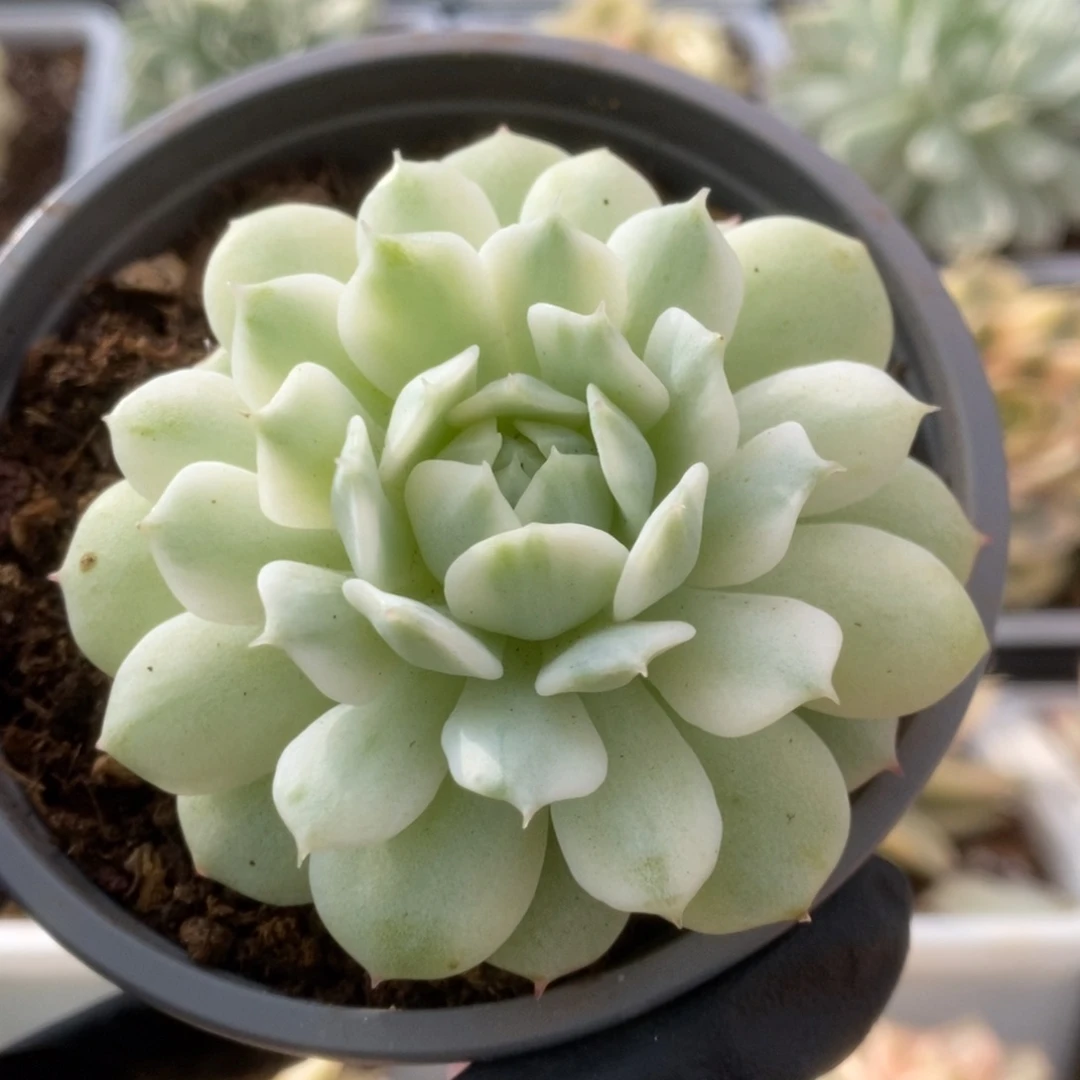 531静夜锦锦锦锦锦锦锦