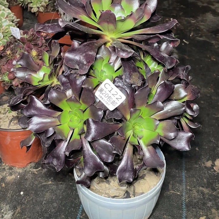 122巫都多肉法师多肉