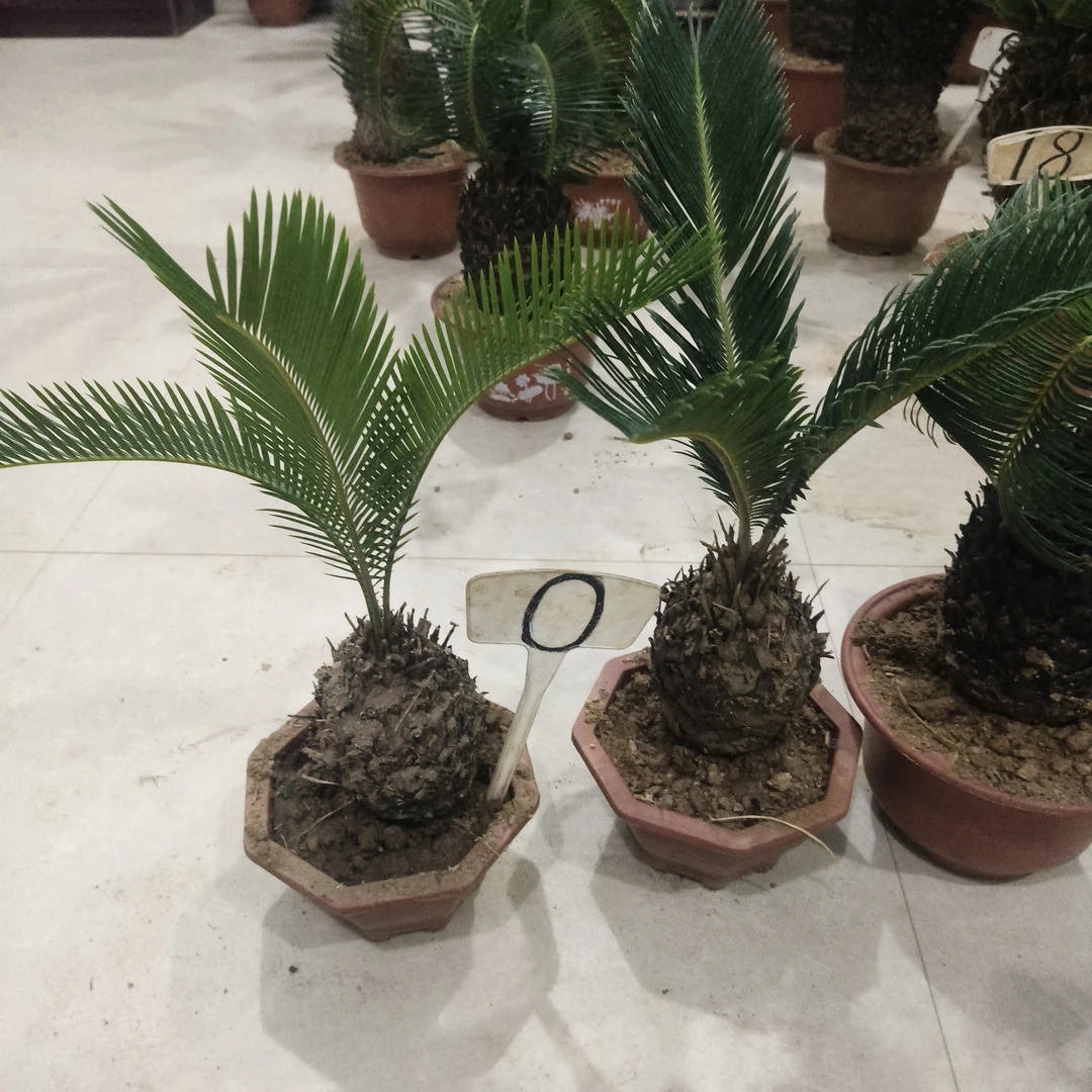 直叶铁树公母一对铁树