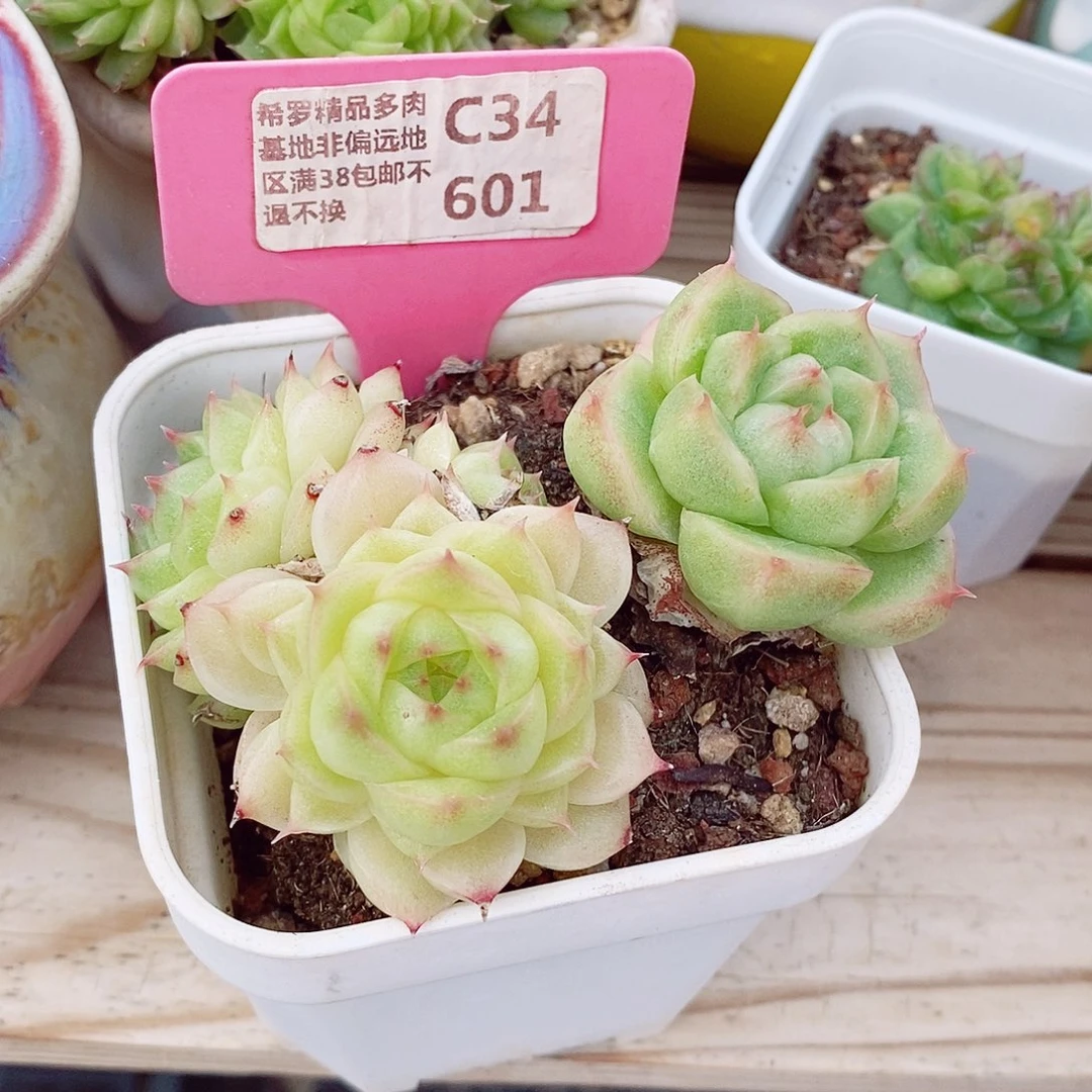 睡****?麦秆6cm两颗在一盆