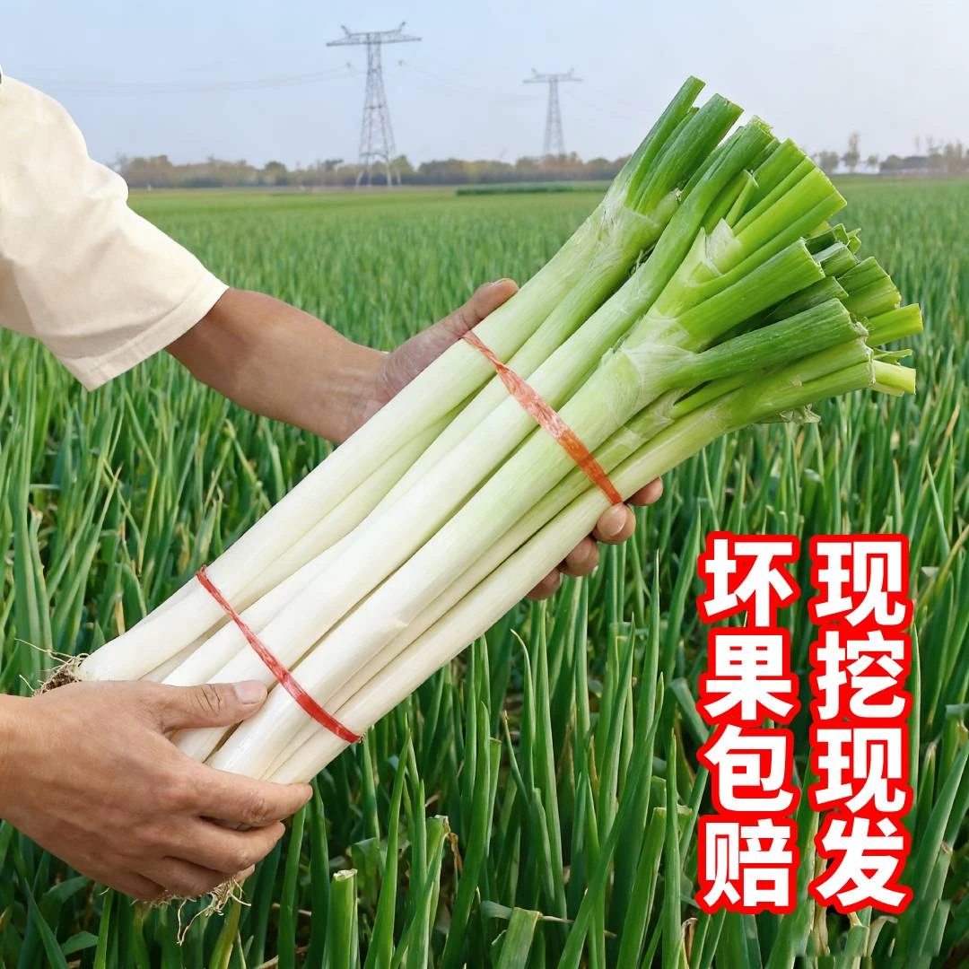 【特价抢五斤】山东铁杆大葱现挖现发新鲜大葱生鲜蔬菜长葱白去皮