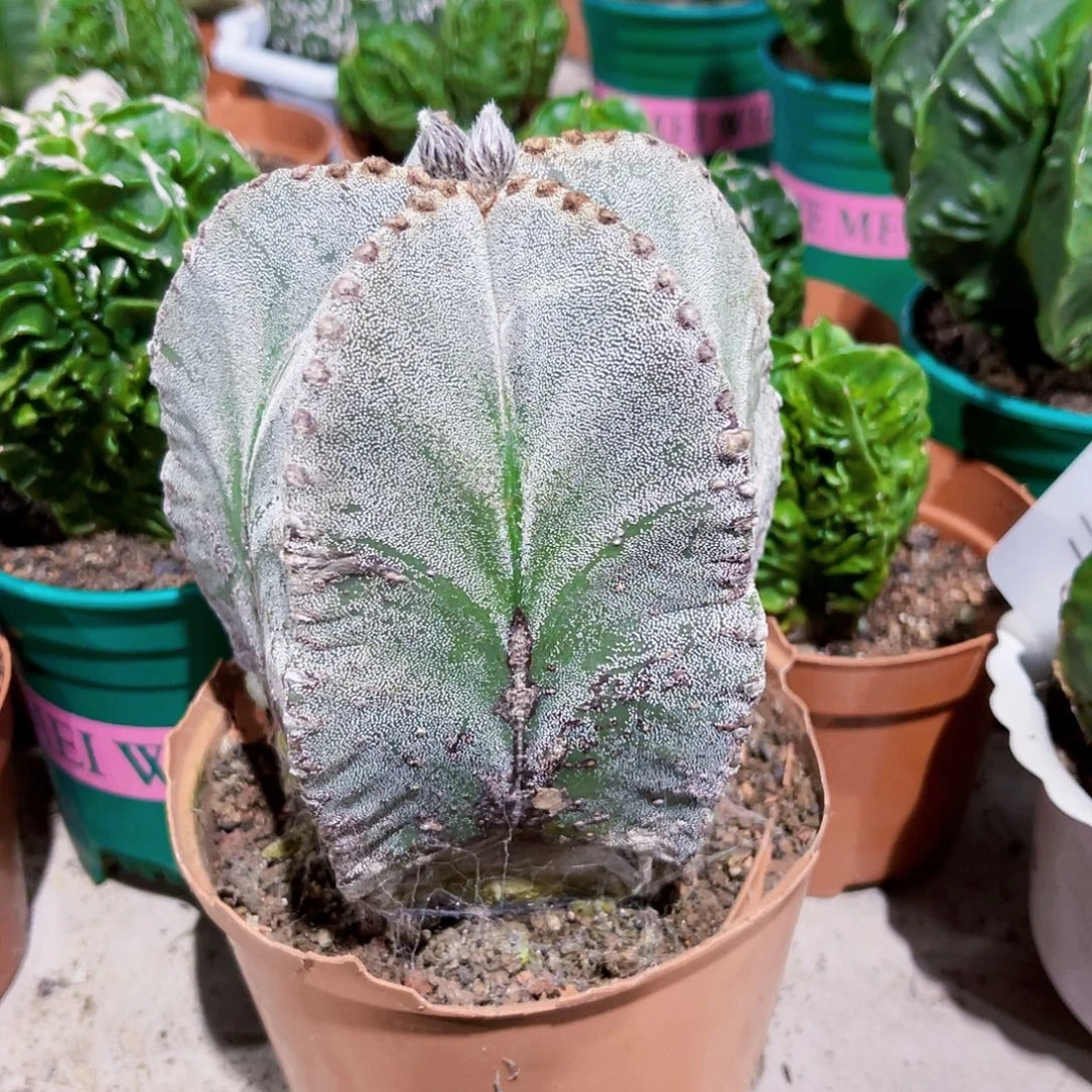 一物一拍偏远地区不包邮