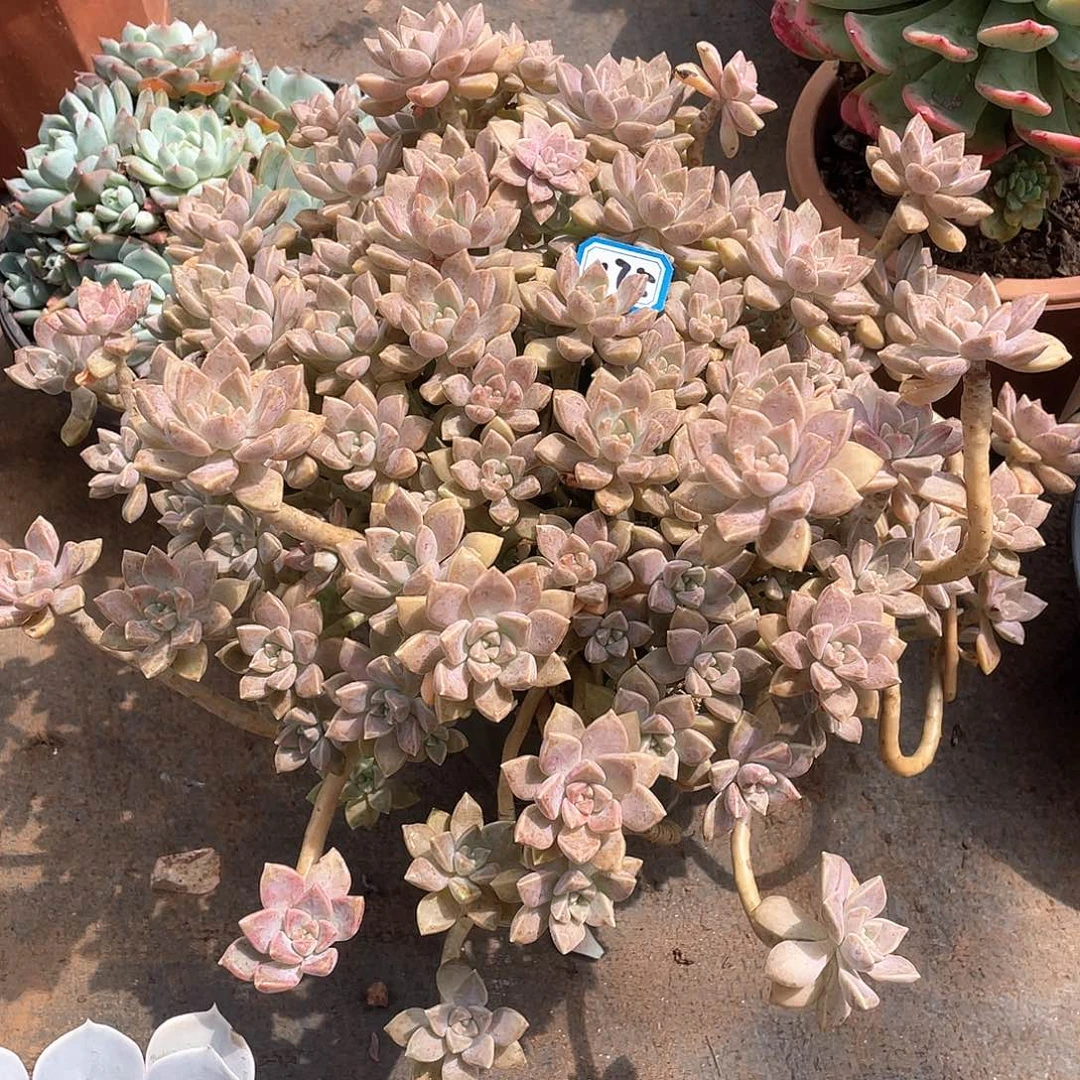 175阿伦培 一物一拍多肉