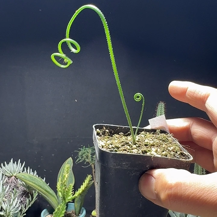 686毛叶弹簧草带盆发货一个随机