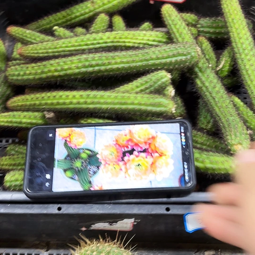 2颗金妞14 侧牙20包邮22