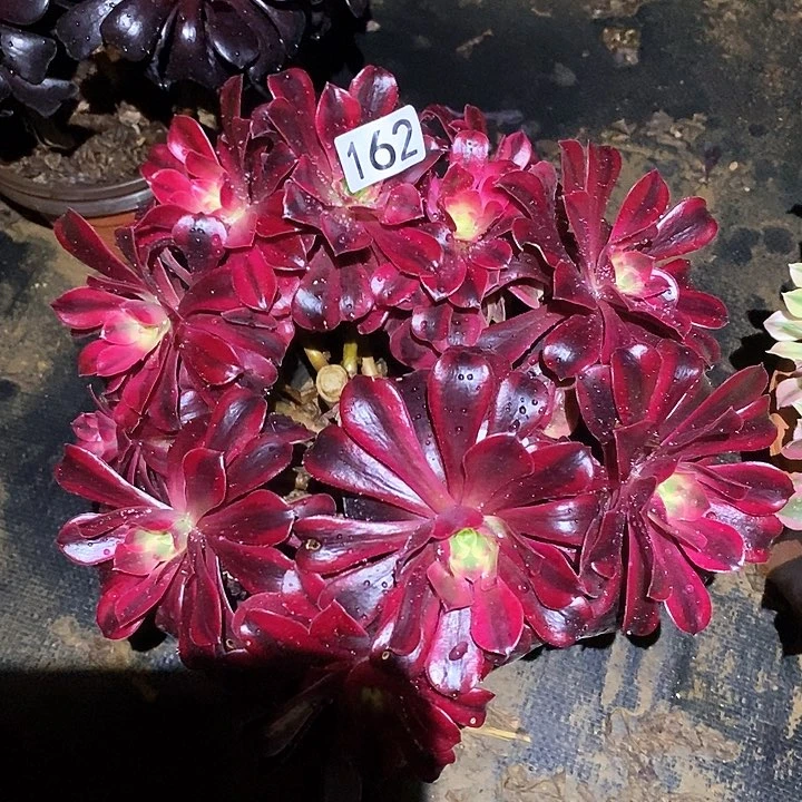 多肉植物法师162美杜莎