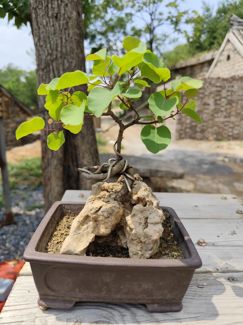 黄荆黄栌符石盆景 一物一拍