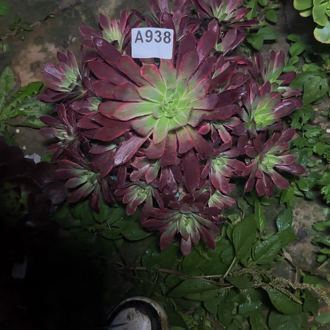惊鸿法师938偏远不包邮