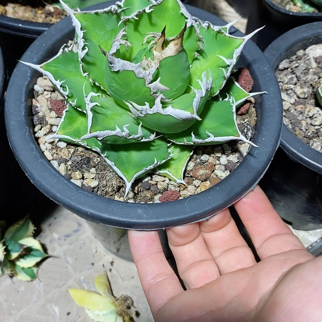 多肉植物龙蛇兰植物