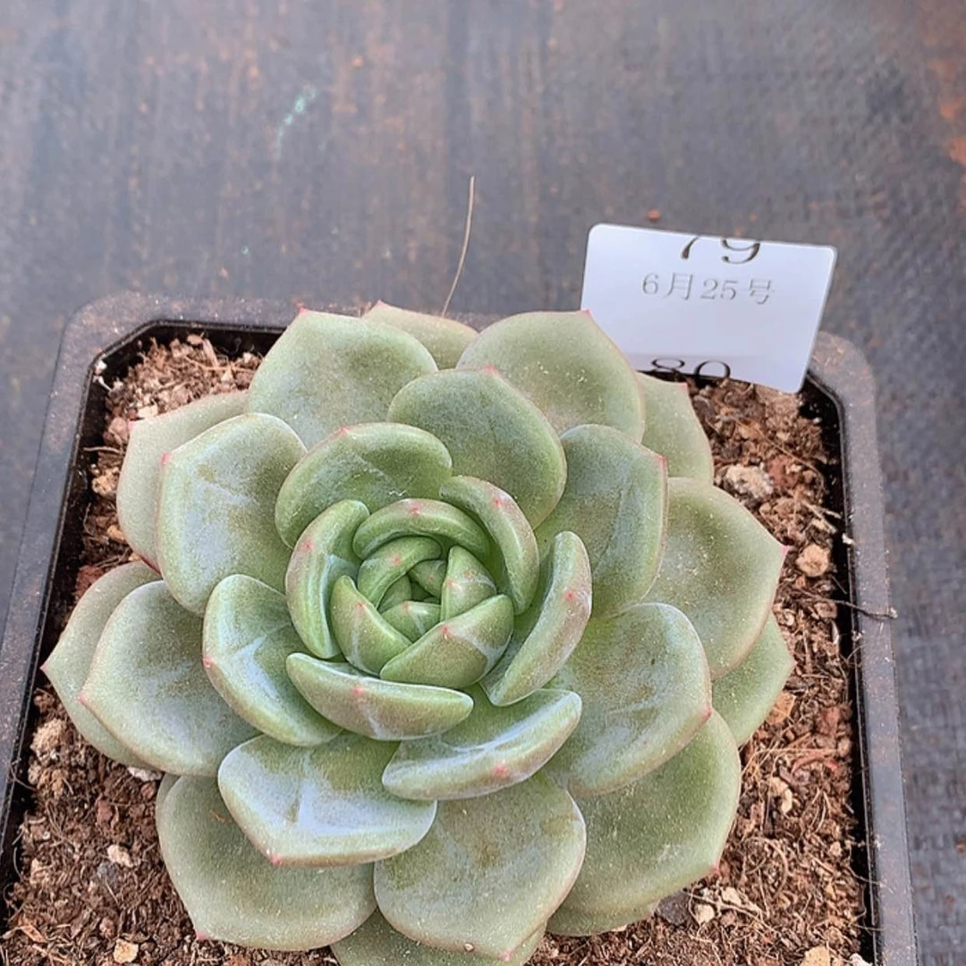 【闪购商品】云80号12公分