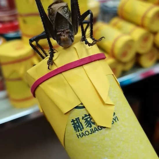 涂***了郝建伟大包蝈蝈精品