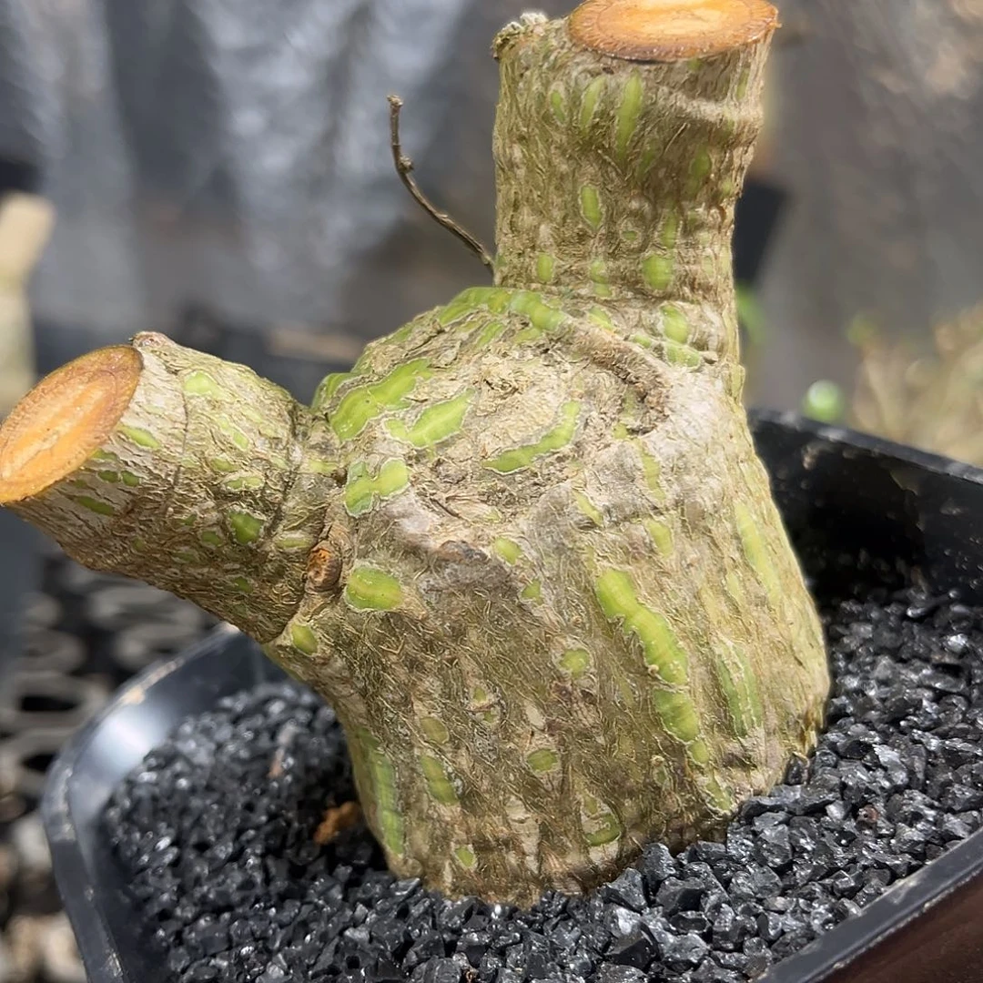 用****555555666666666666