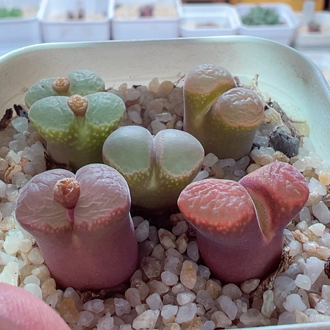 1225-586多肉多日风铃整盆