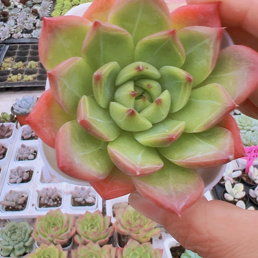 白龙19包邮多肉植物