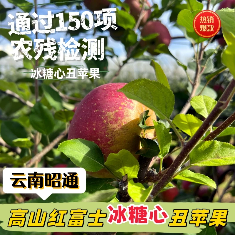 A云南昭通红富士冰糖心丑苹果脆甜多汁云南昭通糖心丑苹果