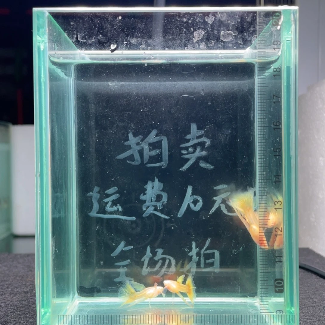 孔雀鱼长公孔雀鱼四条，没有繁殖能力