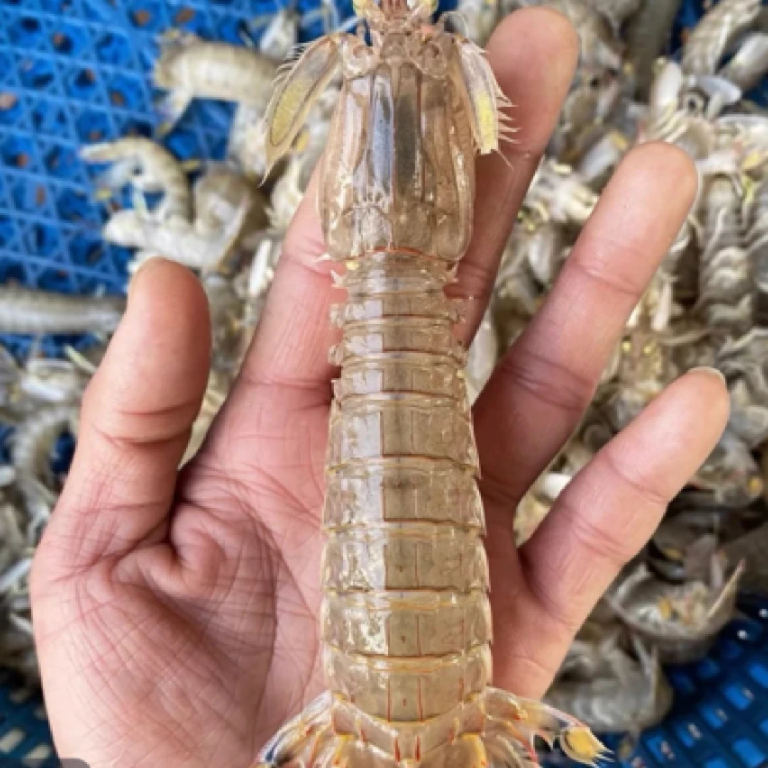 澳内海皮皮虾剥肉