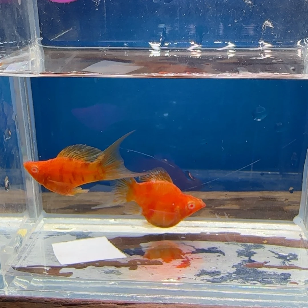 黑玛丽鱼可可大理石11号