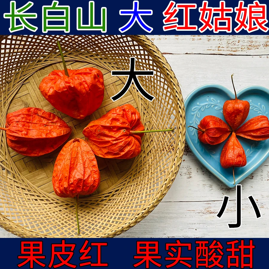 长白山大红姑娘果皮苦姑娘灯笼果新鲜酸浆野外采摘今年新货泡水喝