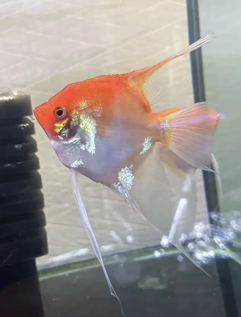 全红魔鬼仙淡水观赏鱼群游易养适合新手草缸溪流