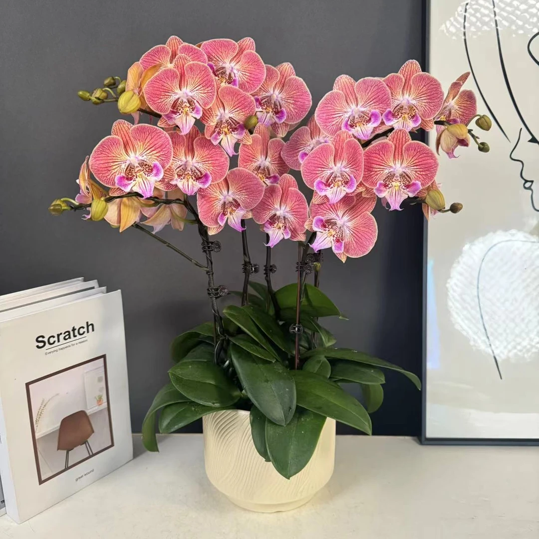 【金如意】欧品流金色大舌头带线条感 好养耐养蝴蝶兰   基地直发