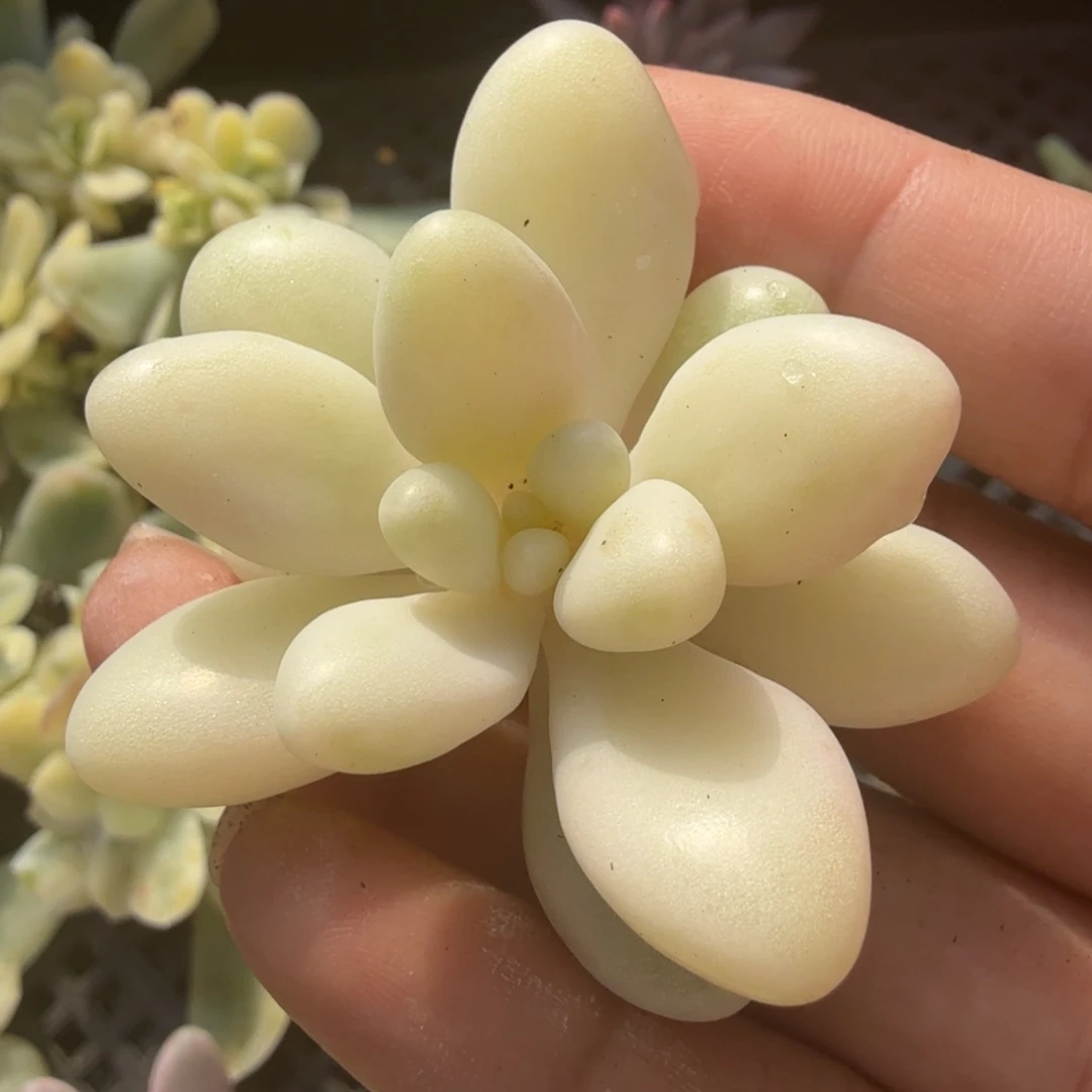 白体美人锦无根筋一颗多肉锦