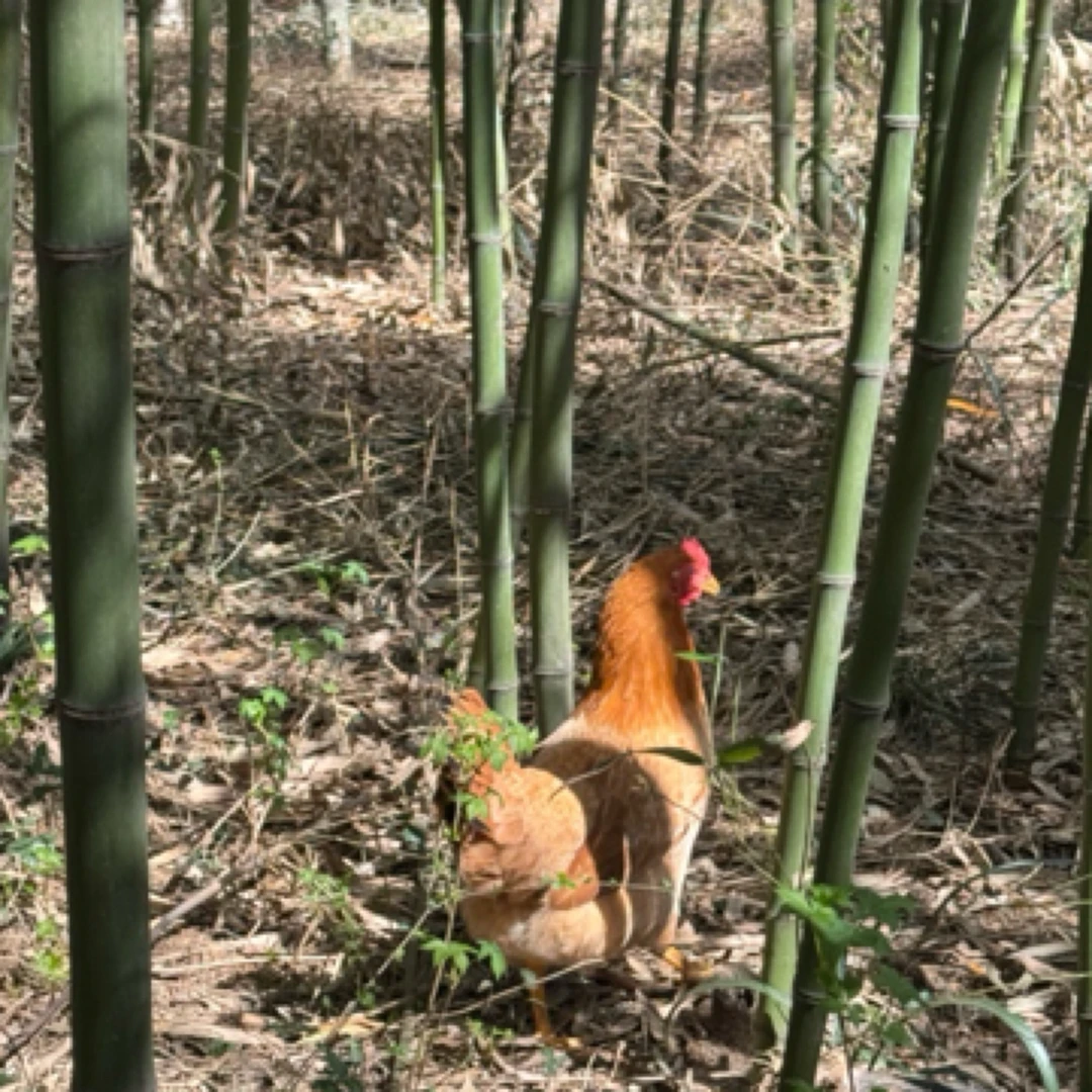 山里人家老母鸡生态竹林山上散养散放纯稻子土鸡菜叶瓜果喂养！