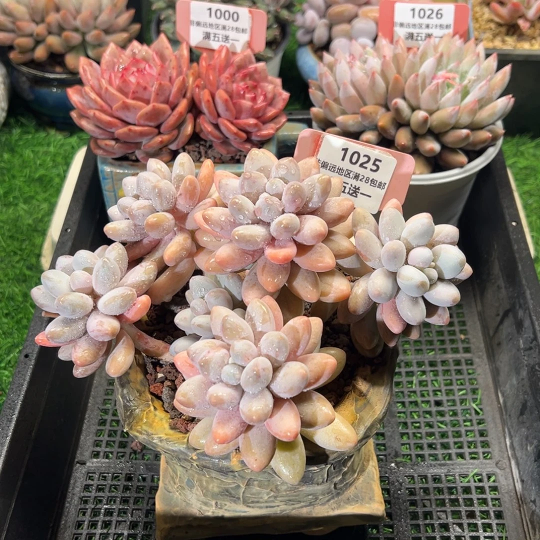 *****表妹精品多肉植物1025: