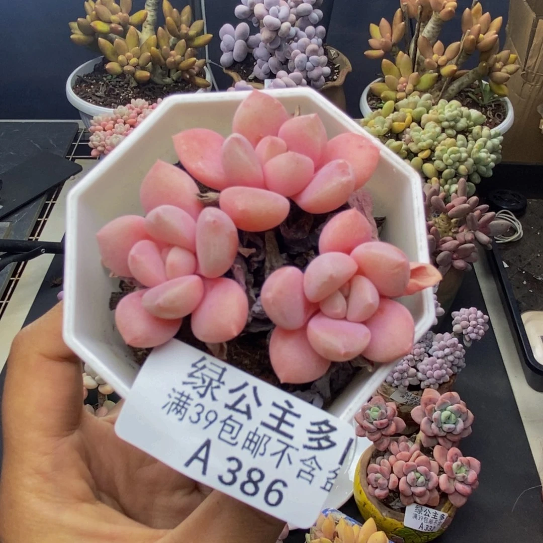 386粉桃花多肉5c m