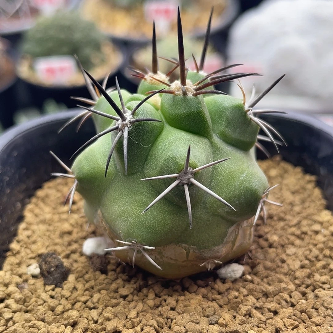 实生黑刺龙爪杜拉丸的仙人球