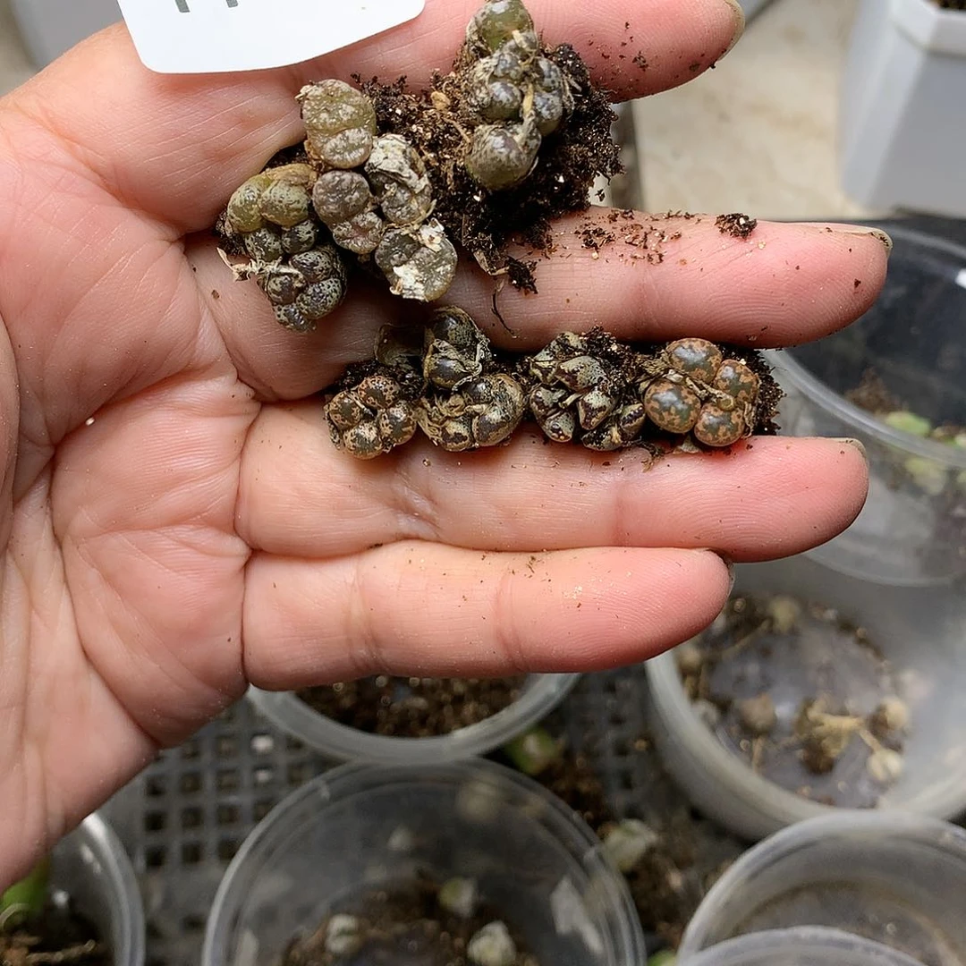 T112多肉植物保护