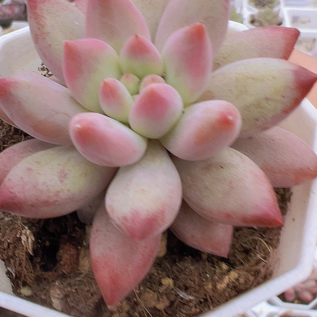 金鱼姬19包邮多肉植物