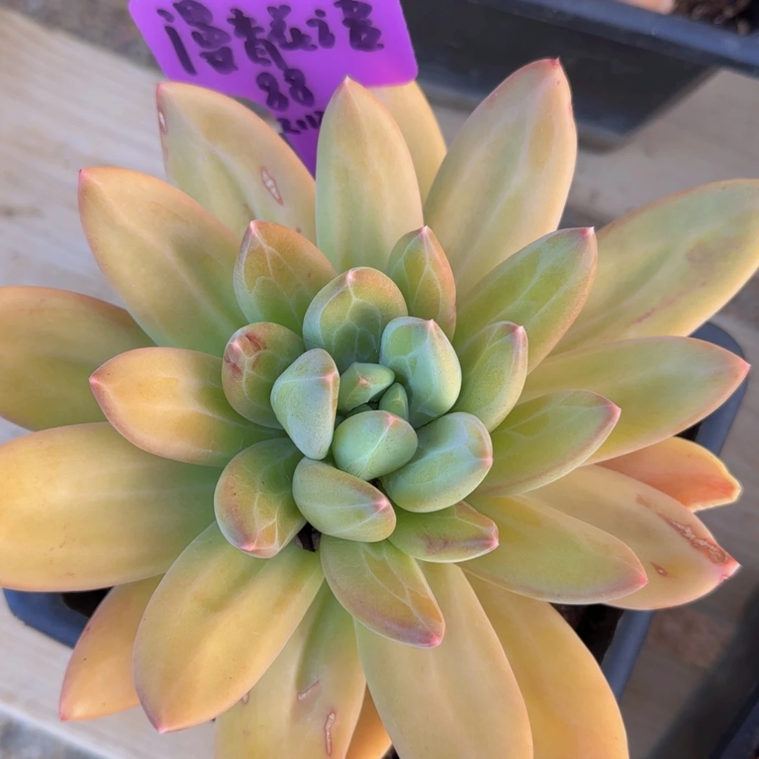 多肉植物海洋之歌 漫香花语