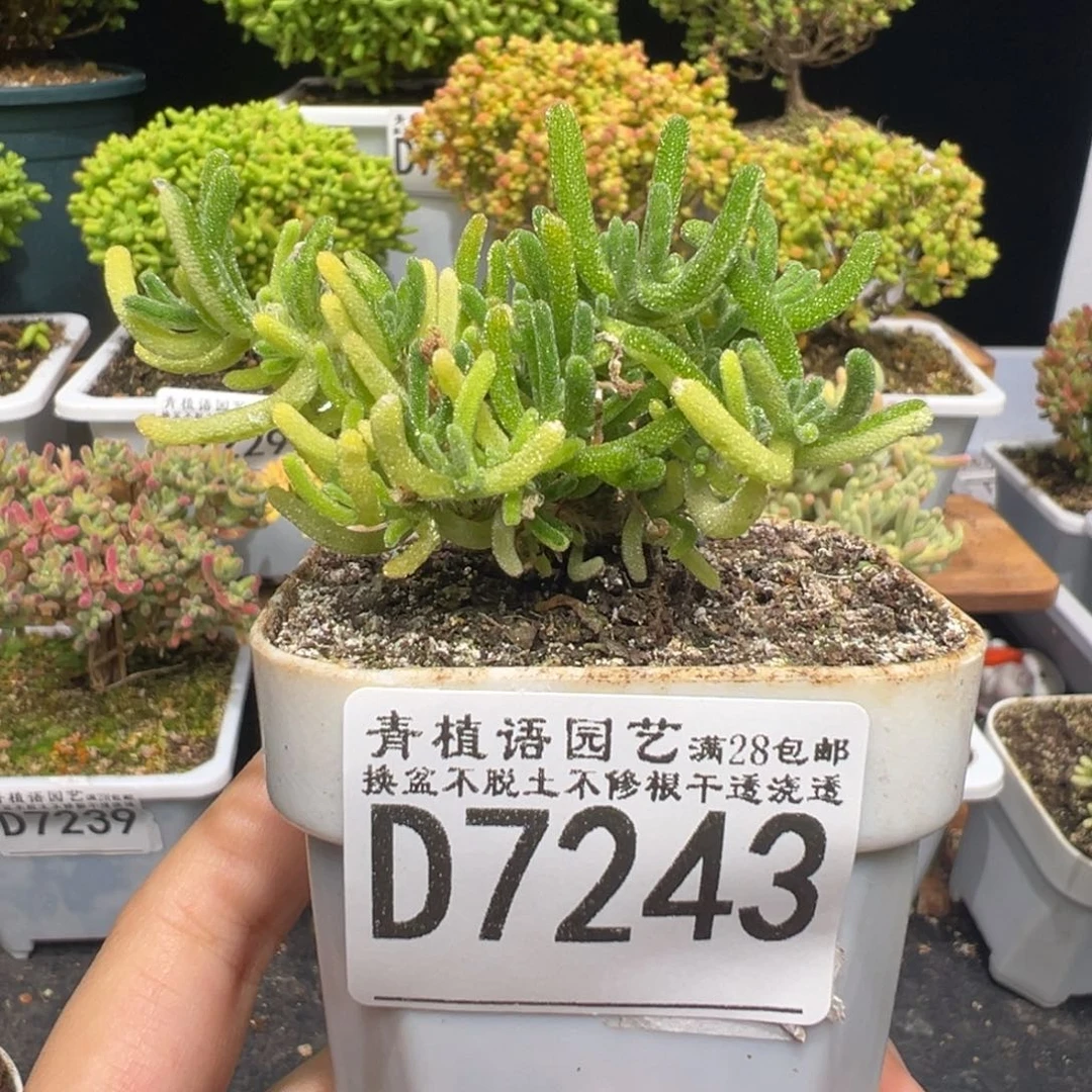 d7234阴阳荧光兔锦需凑单