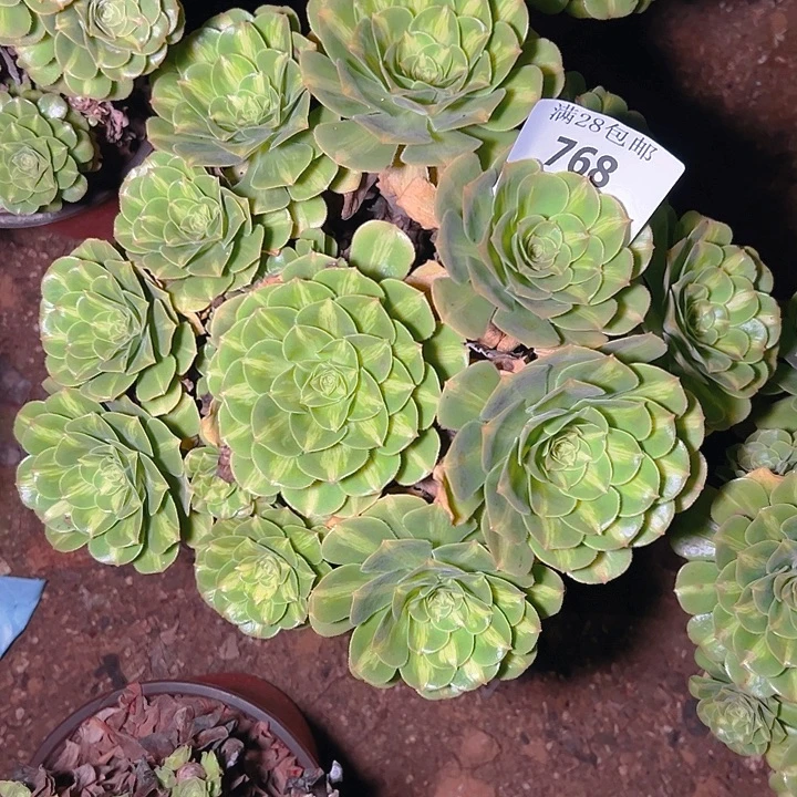 768翡翠琉璃多肉植物