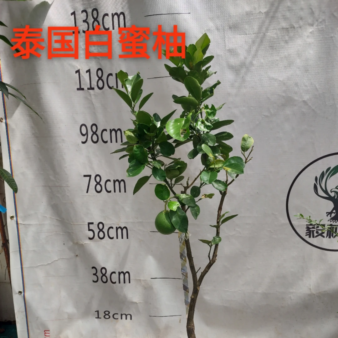 泰国白蜜柚四季蜜柚嫁接苗