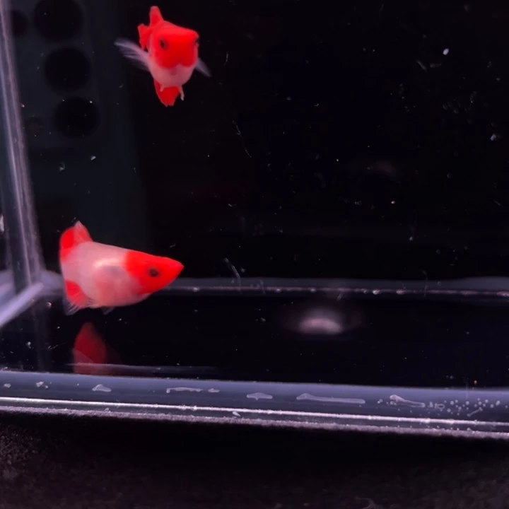 孔雀鱼深海蓝玻璃猫1对