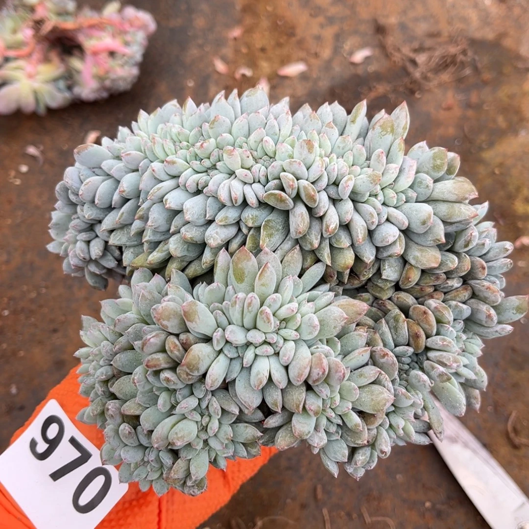 970号新疆西藏内蒙古不包邮的有侧切