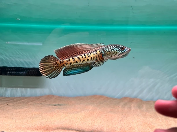 黄金眼镜蛇雷龙鱼直播间选鱼链接 务必看清楚客服发的售后相关事